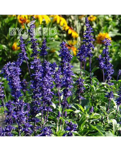 Sauge farinacea Rhea