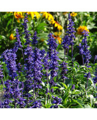 Sauge farinacea Fairy Queen