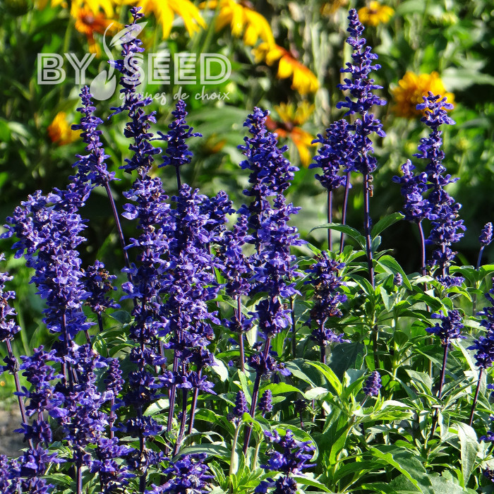 Sauge farinacea Rhea