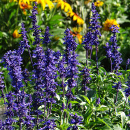 Sauge farinacea Rhea