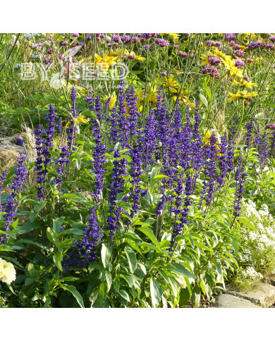 Sauge farinacea Rhea