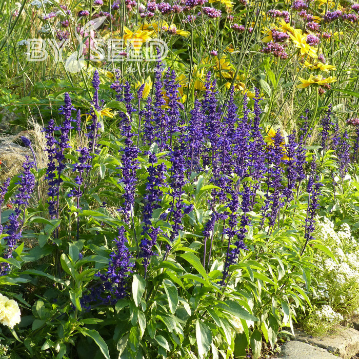 Sauge farinacea Rhea