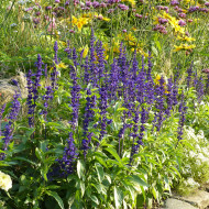 Sauge farinacea Rhea