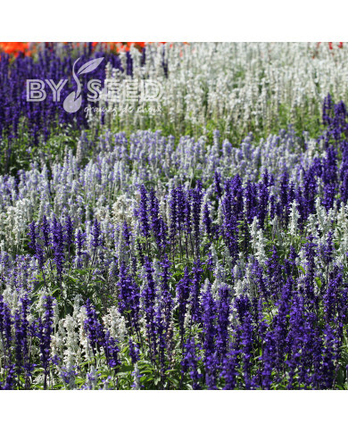 Sauge farinacea Seascape Mix
