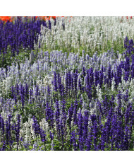 Sauge farinacea Strata