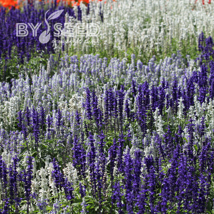 Sauge farinacea Seascape Mix