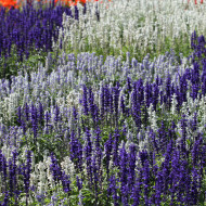 Sauge farinacea Seascape Mix