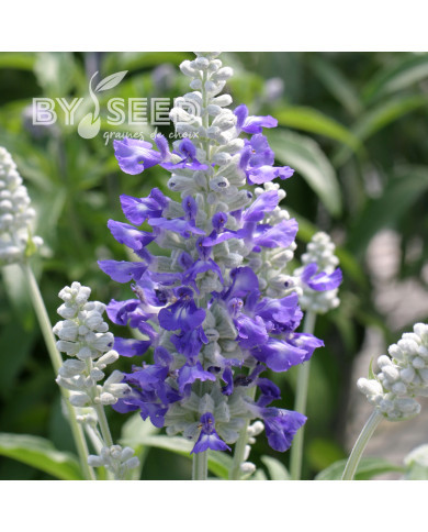 Sauge farinacea Strata