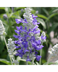 Sauge farinacea Victoria Blue