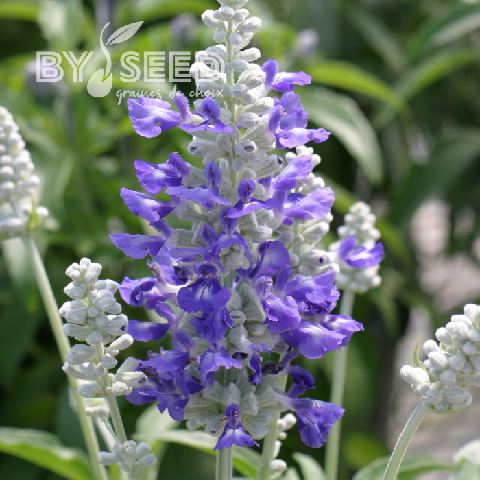 Sauge farinacea Strata