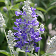 Sauge farinacea Strata