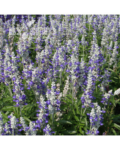 Sauge farinacea Strata