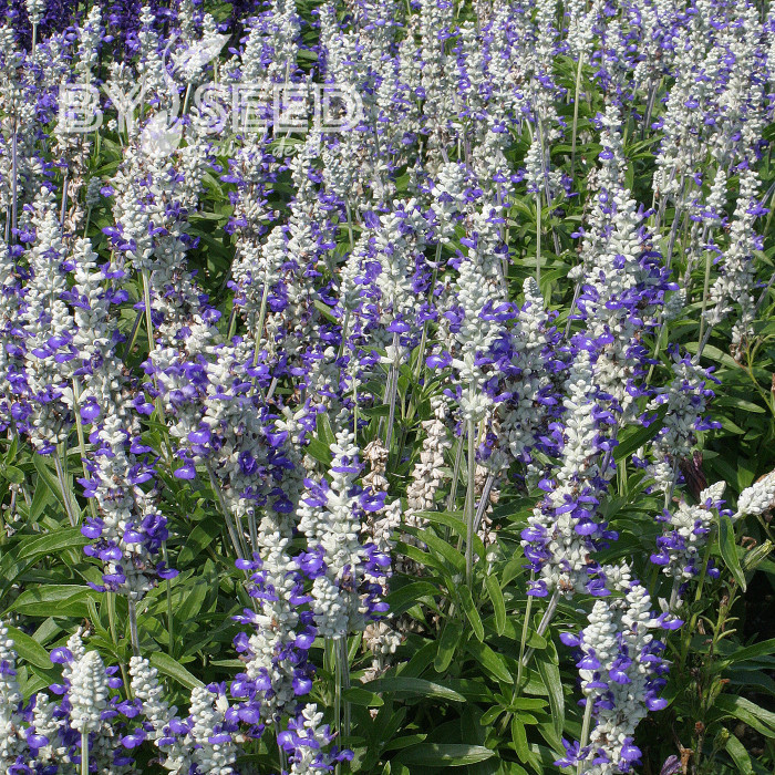 Sauge farinacea Strata