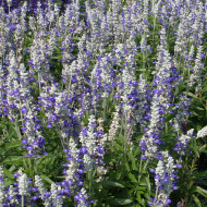 Sauge farinacea Strata