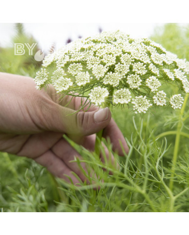 Ammi visnaga Green Mist