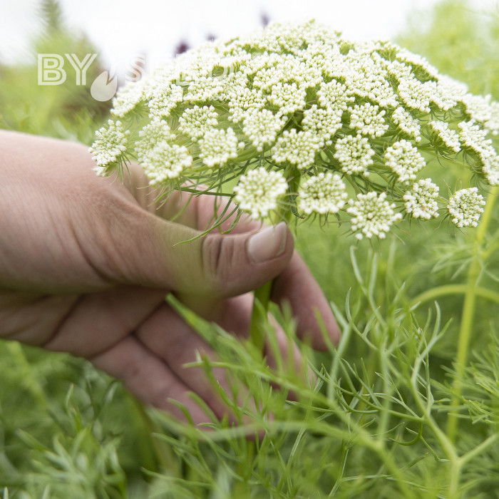Ammi visnaga Green Mist