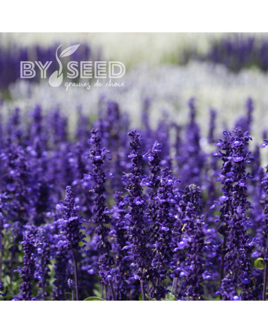Sauge farinacea Victoria Blue