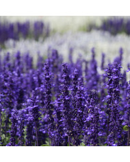 Sauge farinacea Strata