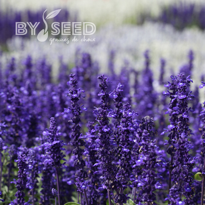 Sauge farinacea Victoria Blue