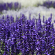 Sauge farinacea Victoria Blue
