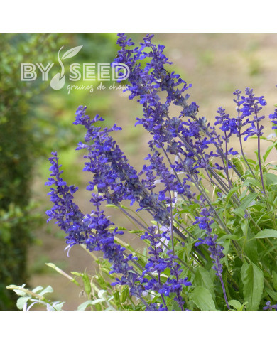 Sauge farinacea Victoria Blue