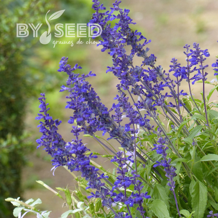 Sauge farinacea Victoria Blue