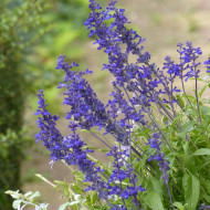 Sauge farinacea Victoria Blue