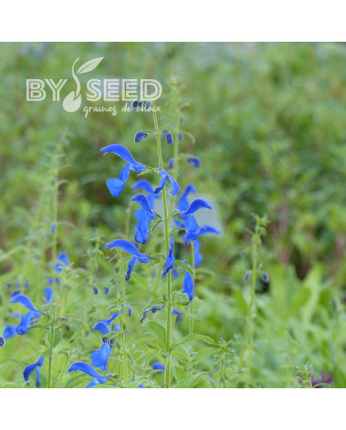 Sauge gentiane - Salvia patens