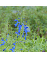 Sauge farinacea Victoria Blue