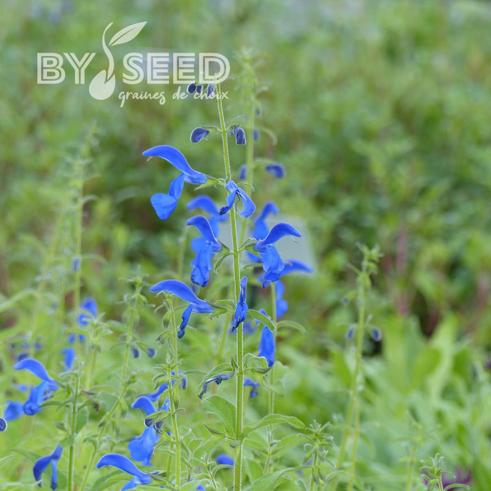 Sauge gentiane - Salvia patens