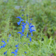 Sauge gentiane - Salvia patens