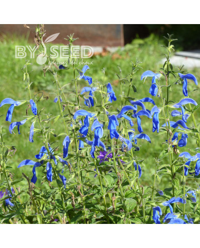Sauge gentiane - Salvia patens