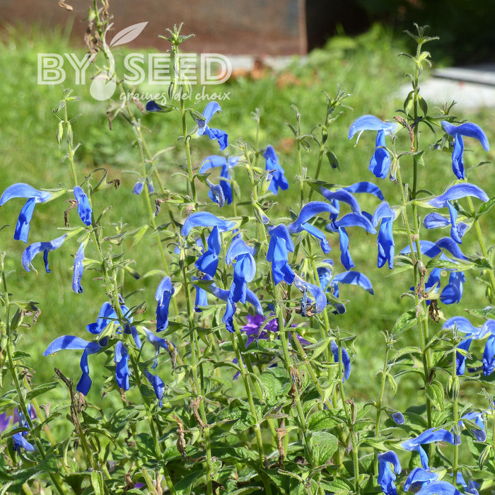 Sauge gentiane - Salvia patens