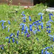Sauge gentiane - Salvia patens