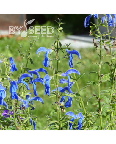Sauge gentiane - Salvia patens