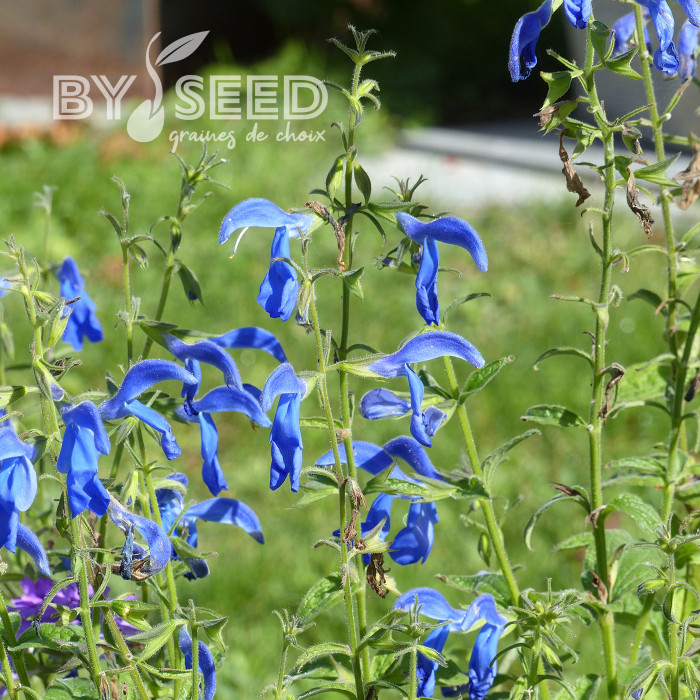 Sauge gentiane - Salvia patens