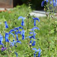 Sauge gentiane - Salvia patens