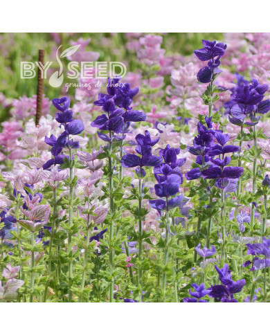 Sauge horminum Blue Monday