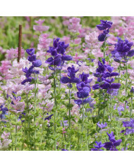 Sauge gentiane - Salvia patens