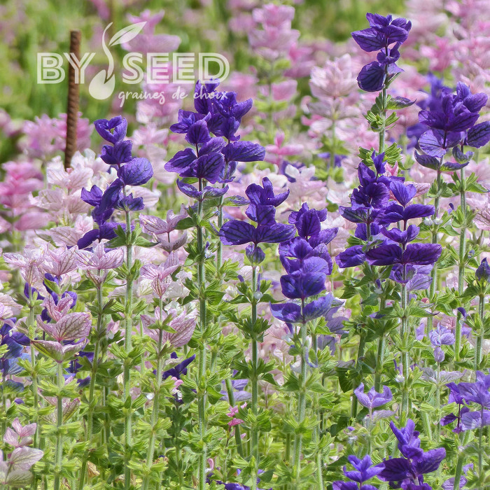 Sauge horminum Blue Monday