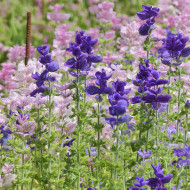 Sauge horminum Blue Monday