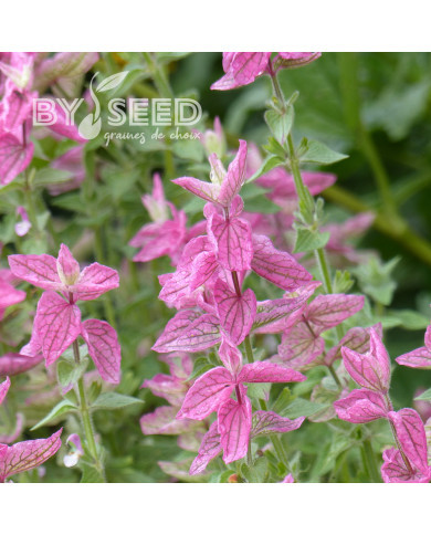 Sauge horminum Pink Sundae