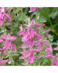 Sauge horminum Tricolor Mix