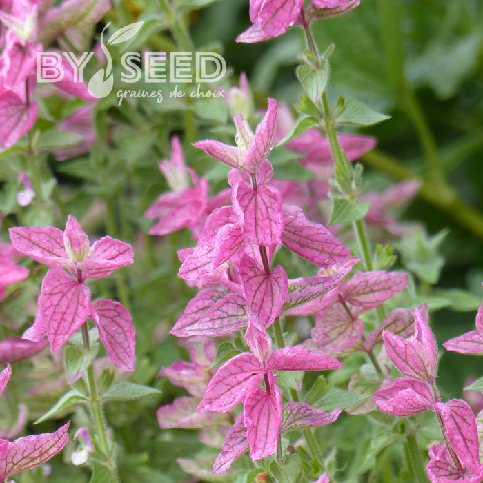 Sauge horminum Pink Sundae