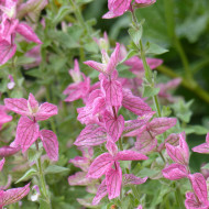 Sauge horminum Pink Sundae