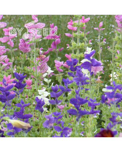 Sauge horminum Tricolor Mix