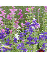 Sauge horminum Pink Sundae