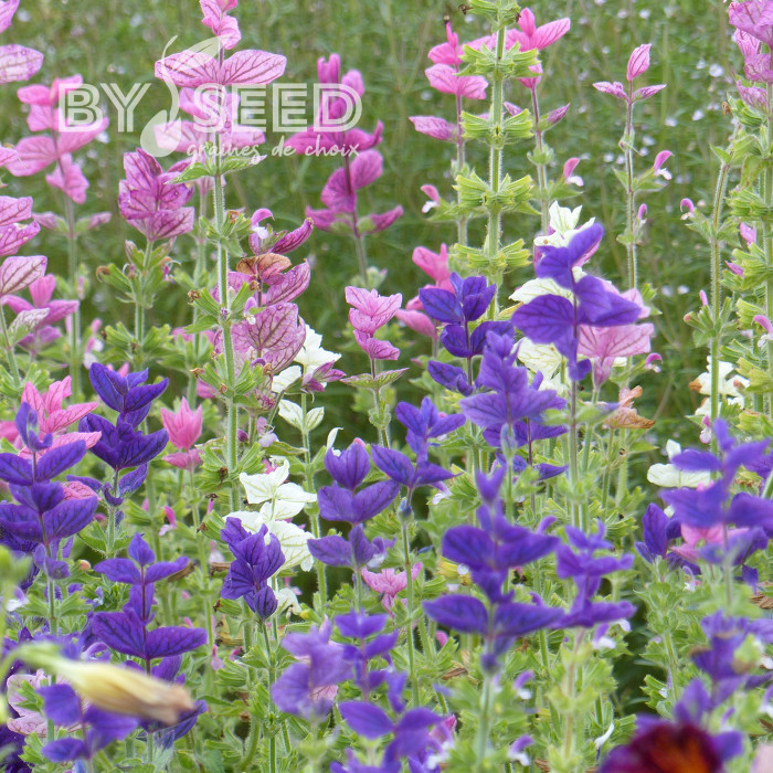 Sauge horminum Tricolor Mix