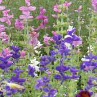 Sauge horminum Tricolor Mix