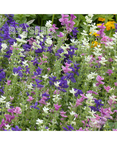 Sauge horminum Tricolor Mix